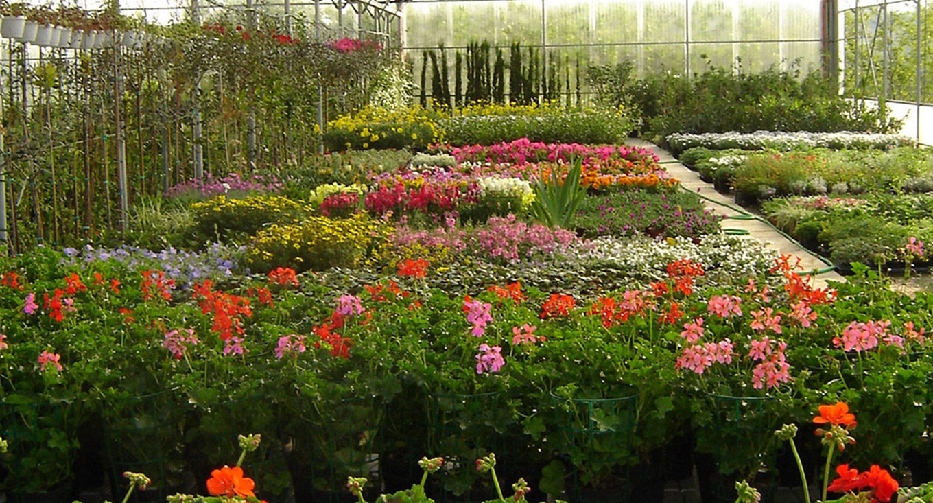 Vendita piante e fiori in Valdarno