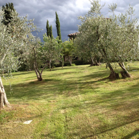 Manutenzione aree verdi con olivi Valdambra Caiani Vivai Garden