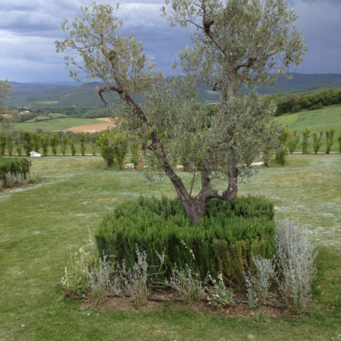 Manutenzione olivi Arezzo Caiani Vivai Garden