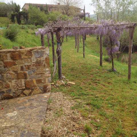 Manutenzione pergolati glicine Valdarno Caiani Vivai Garden