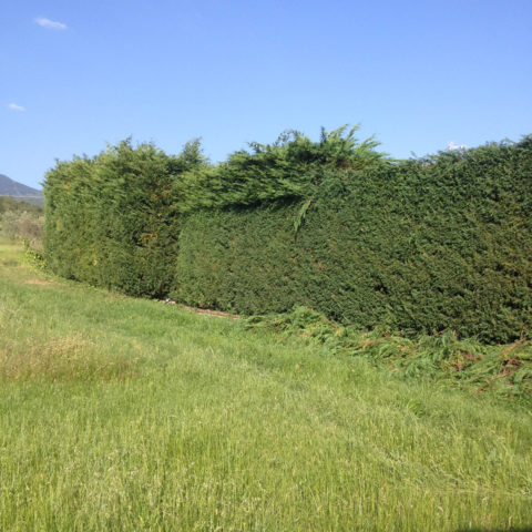 Manutenzione potatura siepi Siena Caiani Vivai Garden