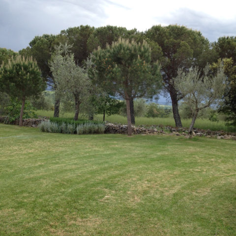 Manutenzione potature alberi Valdambra Caiani Vivai Garden