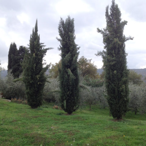 Potatura con piattaforma aerea Siena Caiani Vivai Garden