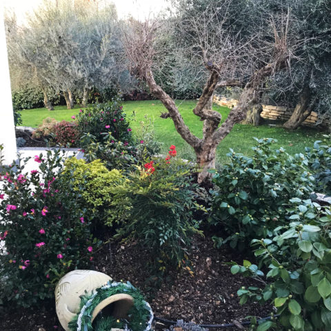 Realizzazione giardini Arezzo vivai garden