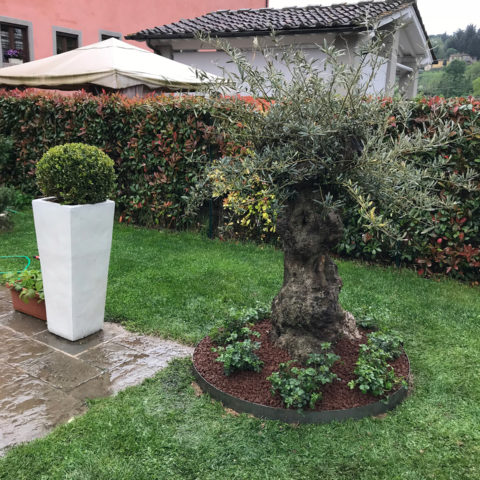 Realizzazione giardino con olivo secolare Valdarno Caiani Vivai Garden
