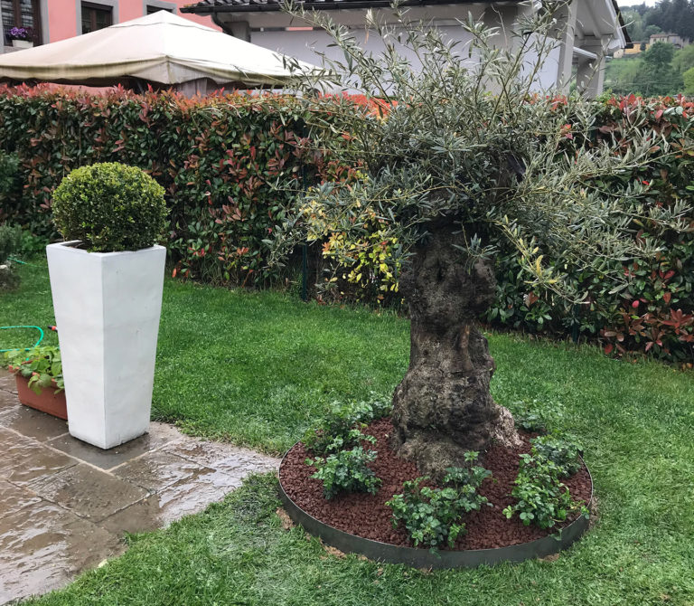 Piantumazioni
