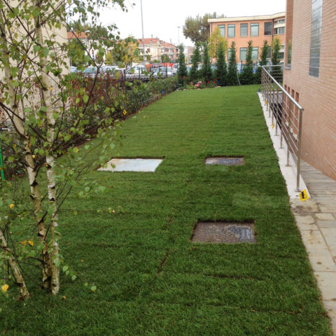 Realizzazione giardino tappeto erboso Valdarno montevarchi Caiani Vivai Garden